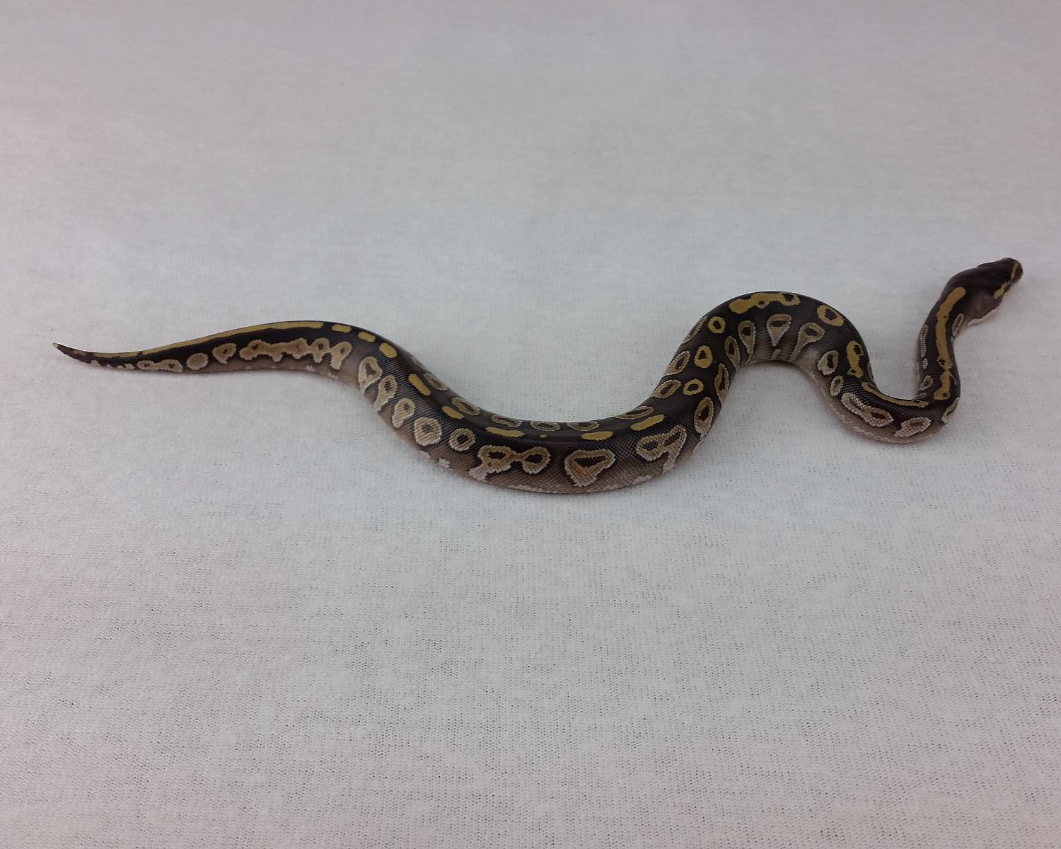 2015 c1 mojave calico 2 2015-06-17 1