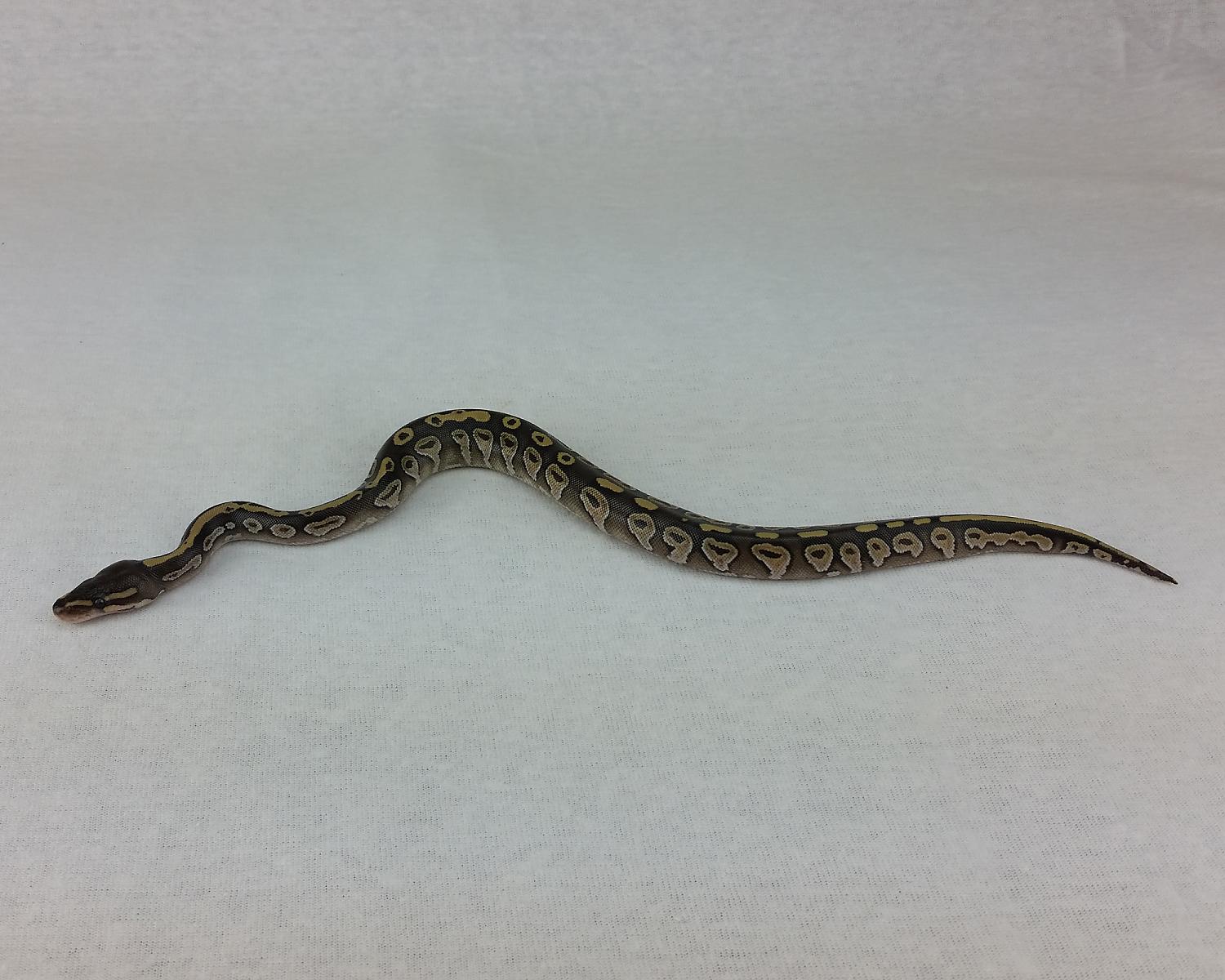 2015 c1 mojave calico 2 2015-06-17 3