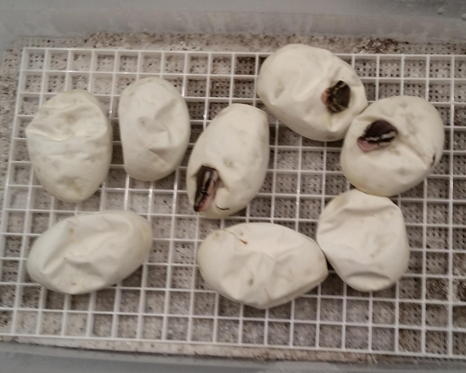 2015 c1 pipping