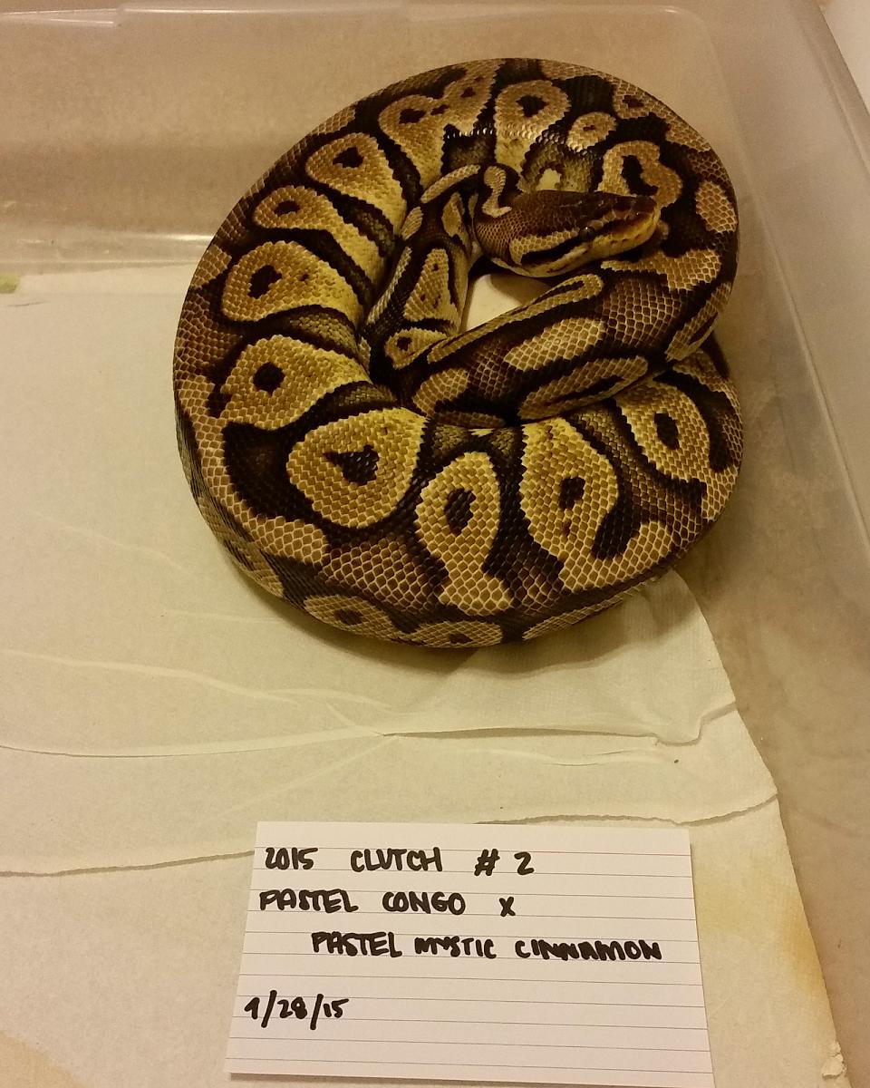 2015 c2 pastel congo on eggs comp