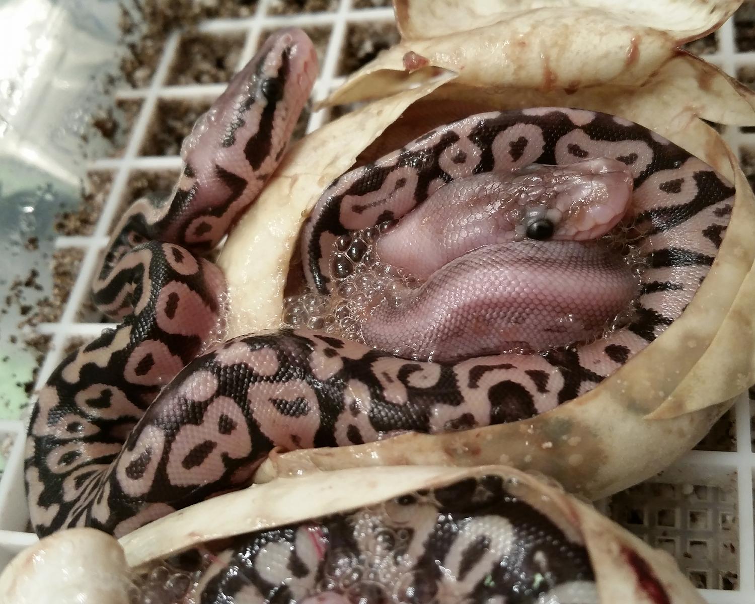 2015 c2 twins in egg 1