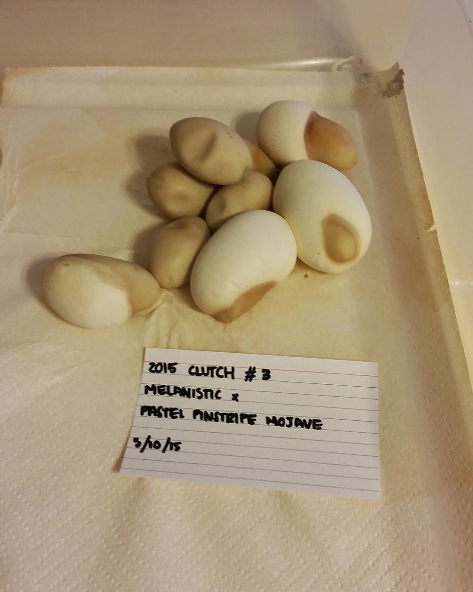 2015 c3 eggs comp