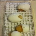 2015 c3 eggs in tub comp