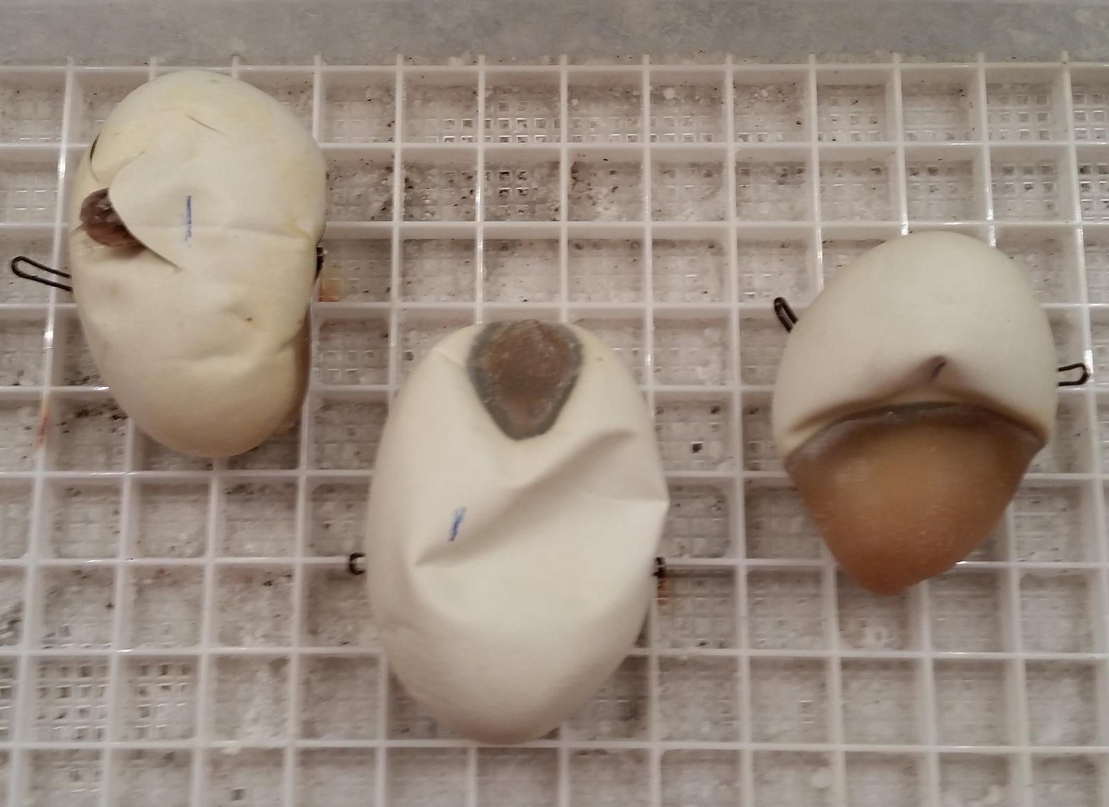 2015 c3 pipping