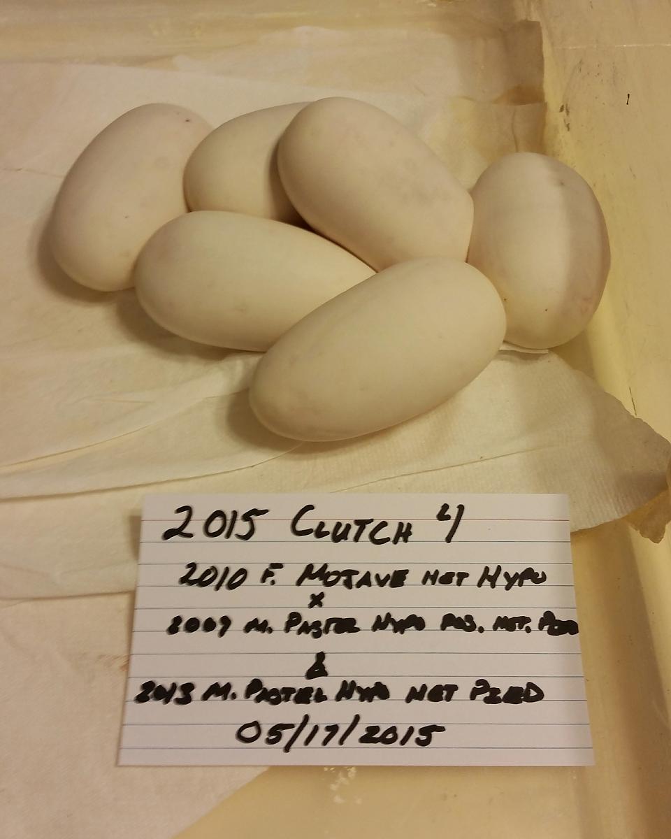 2015 c4 eggs comp
