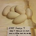 2015 c4 eggs comp