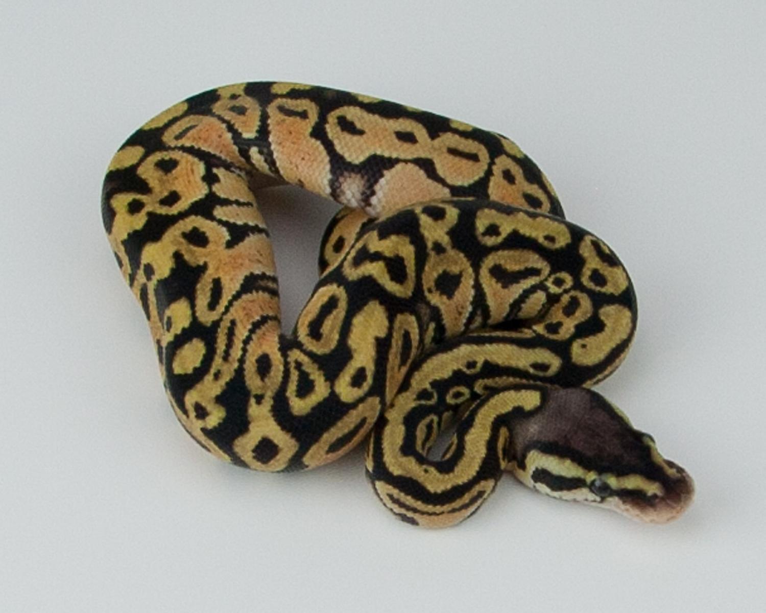 2015 c4 f pastel het hypo 2015-07-20 1
