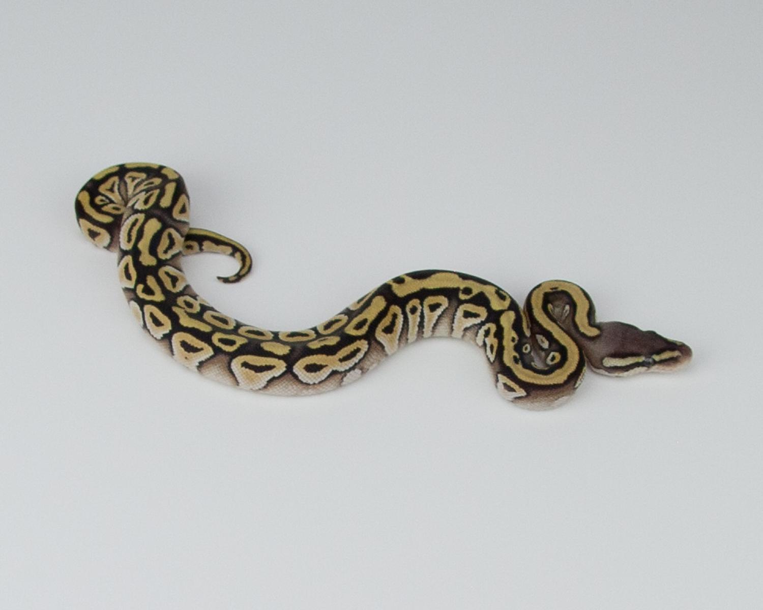 2015 c4 f pastel mojave het hypo 2015-07-20 1