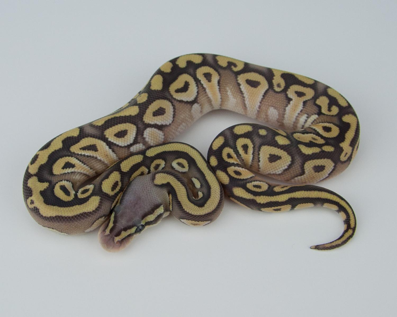 2015 c4 f pastel mojave hypo 2015-07-20 3 401009