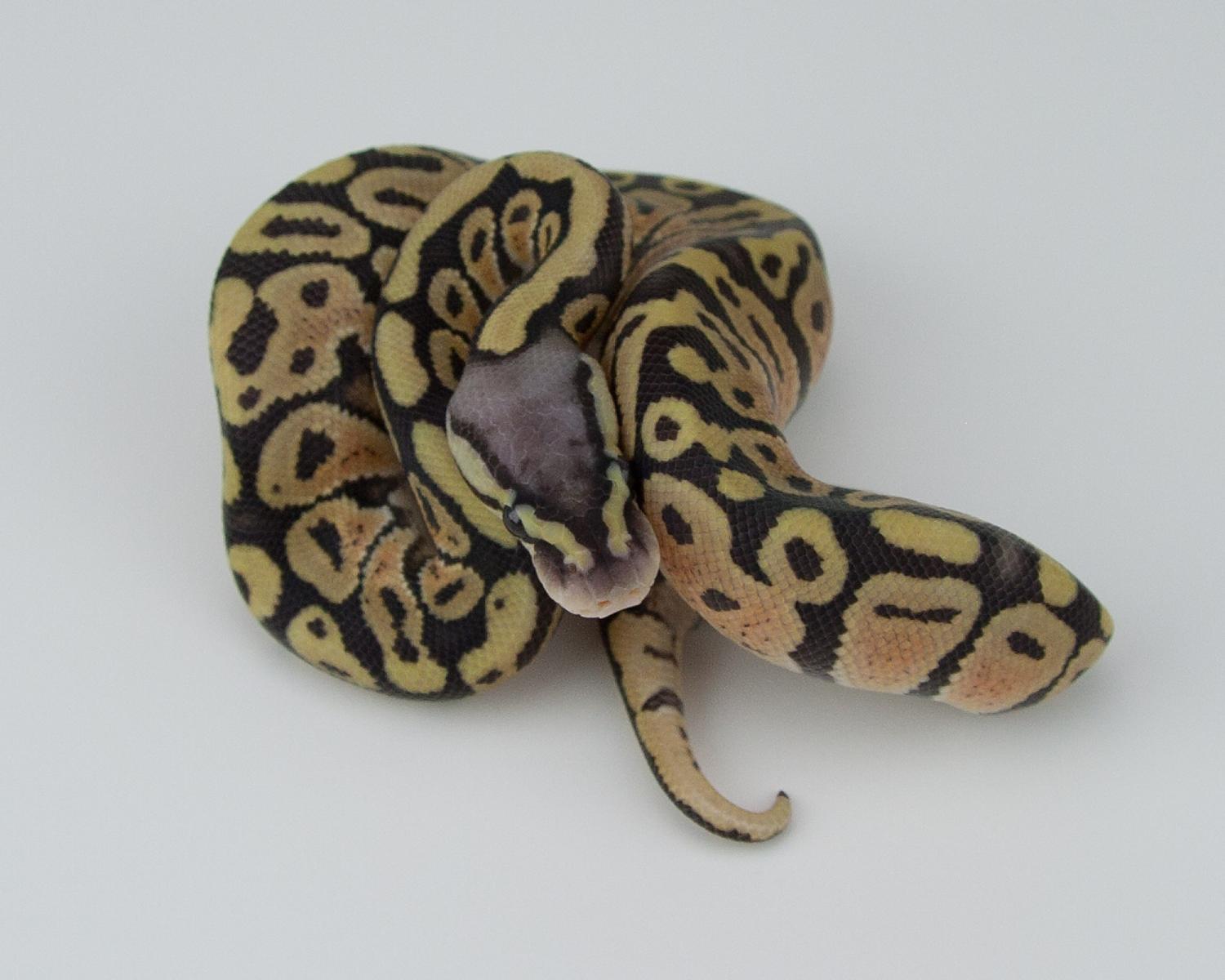 2015 c4 m pastel hypo 2015-07-20 3