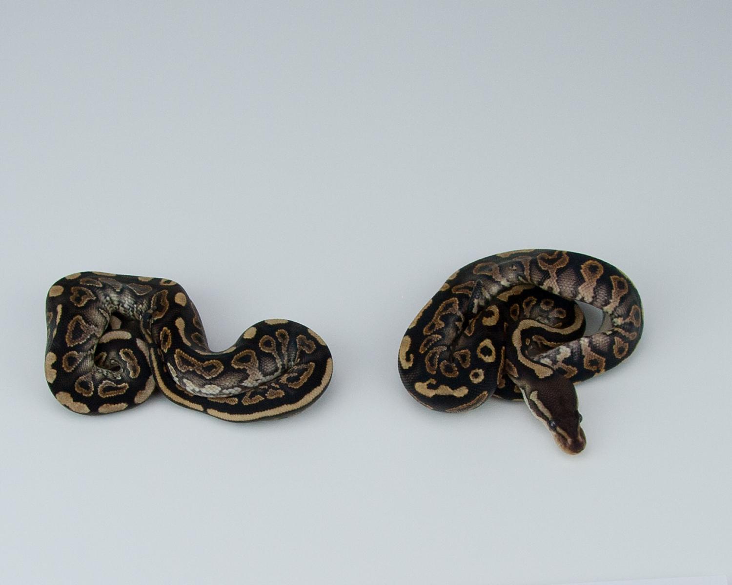 2015 c5 cinnamon yellowbelly question 1 v cinnamon yellowbelly question 2 2015-07-20 1