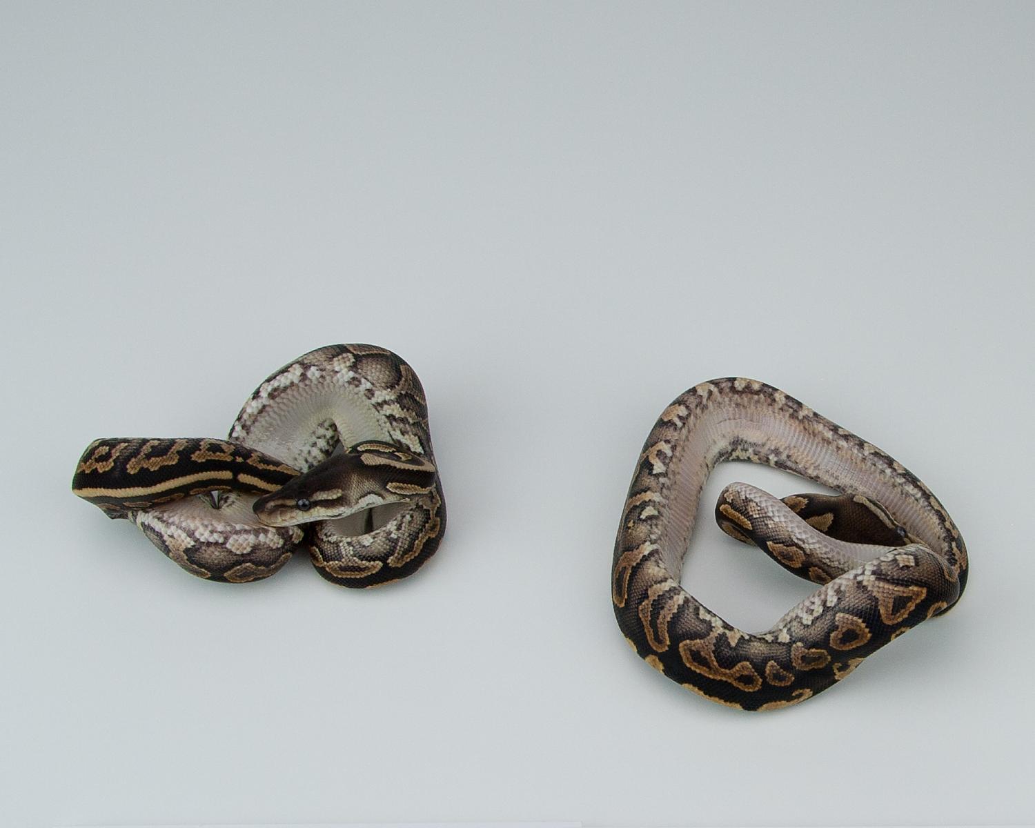 2015 c5 cinnamon yellowbelly question 1 v cinnamon yellowbelly question 2 2015-07-20 8