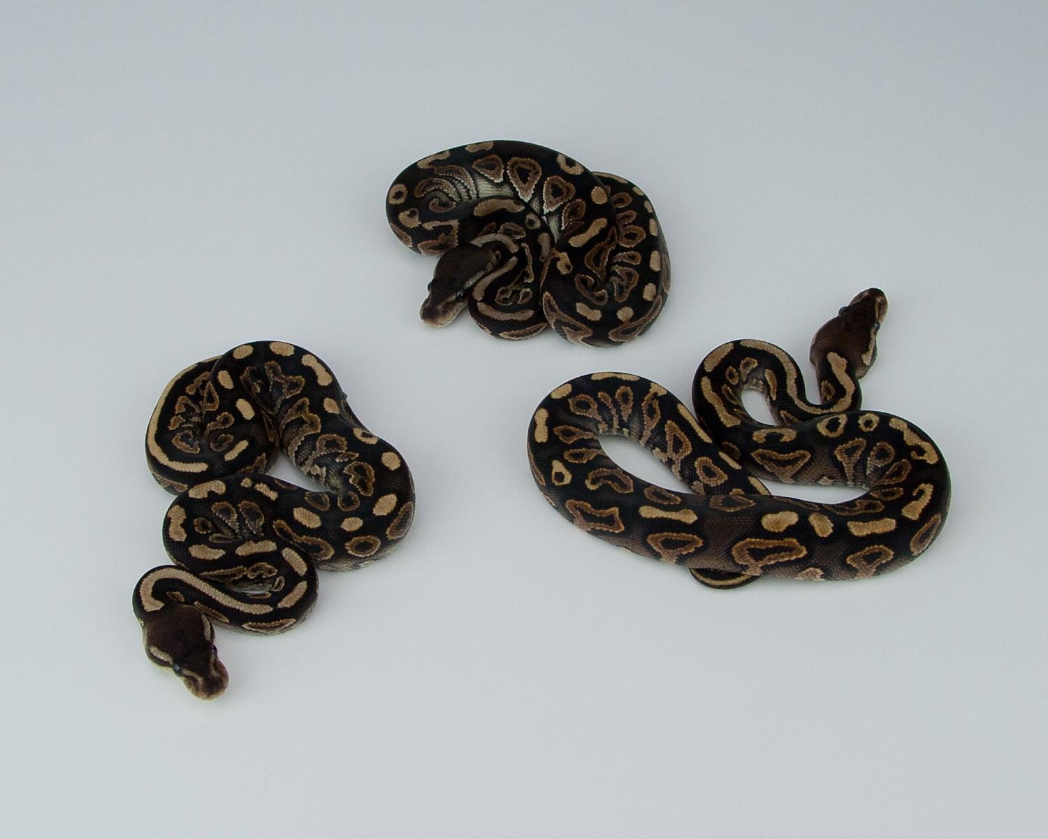 2015 c5 cinnamon yellowbelly questions v cinnamon 2015-07-20 10