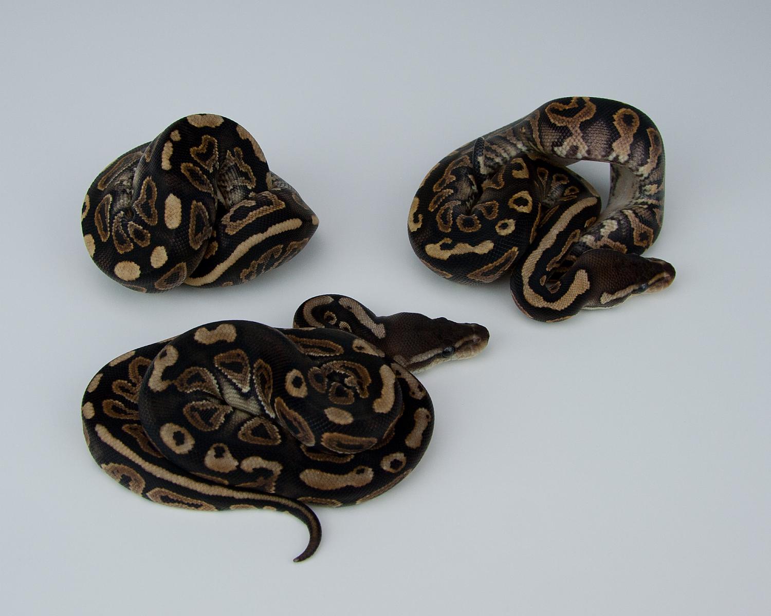 2015 c5 cinnamon yellowbelly questions v cinnamon 2015-07-20 6