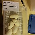 2015 c5 eggs comp