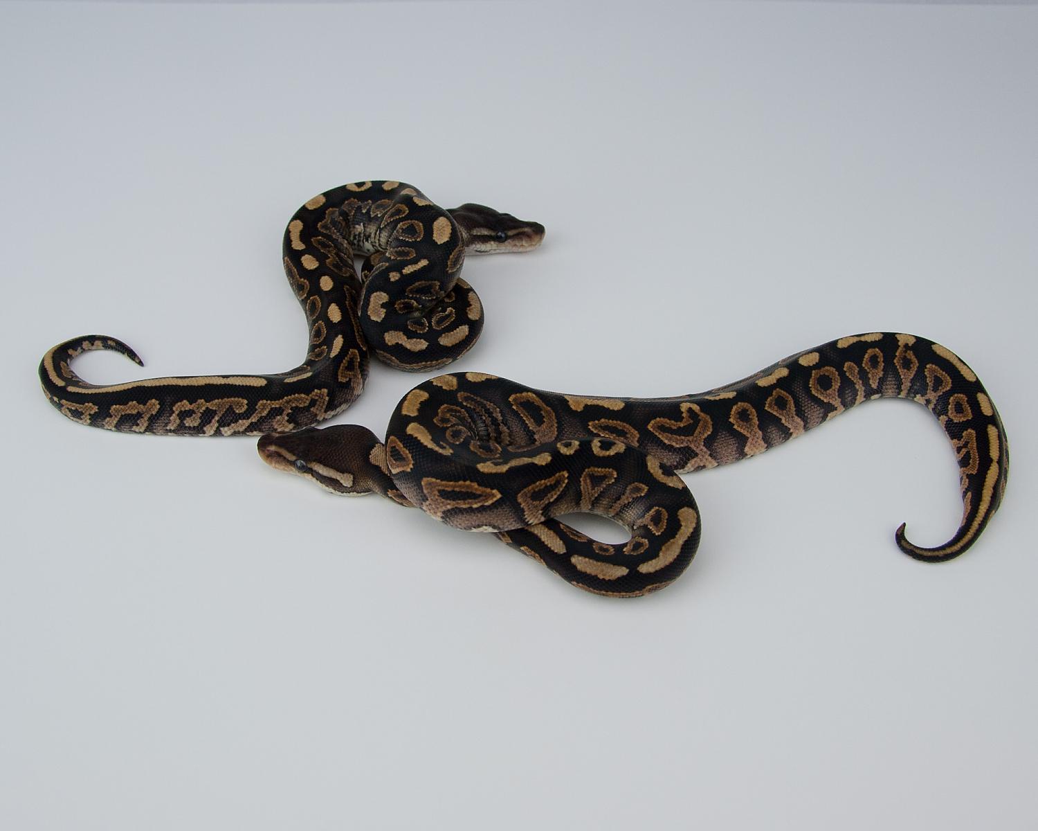 2015 c5 f cinnamon yellowbelly comp 2015-07-23 10