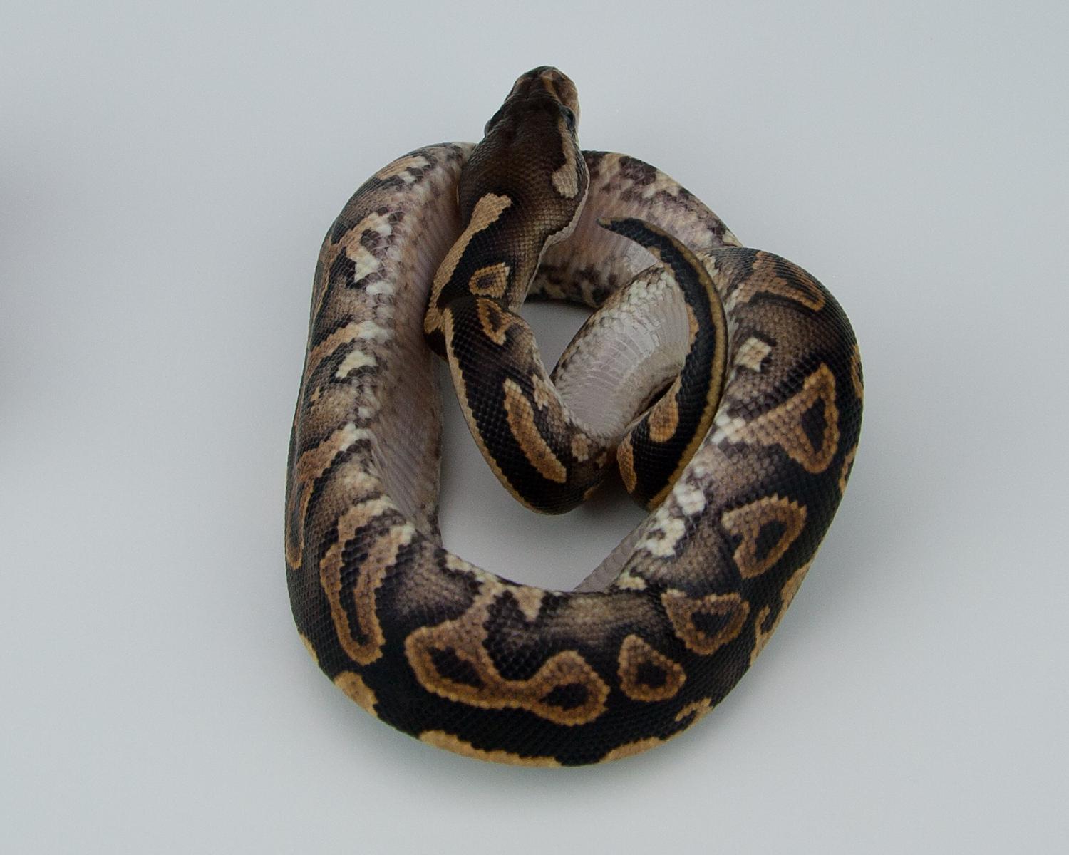 2015 c5 f cinnamon yellowbelly question 1 2015-07-20 12