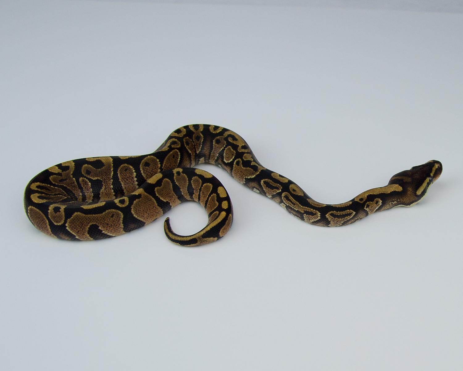 2015 c5 f yellowbelly question 2015-07-20 11