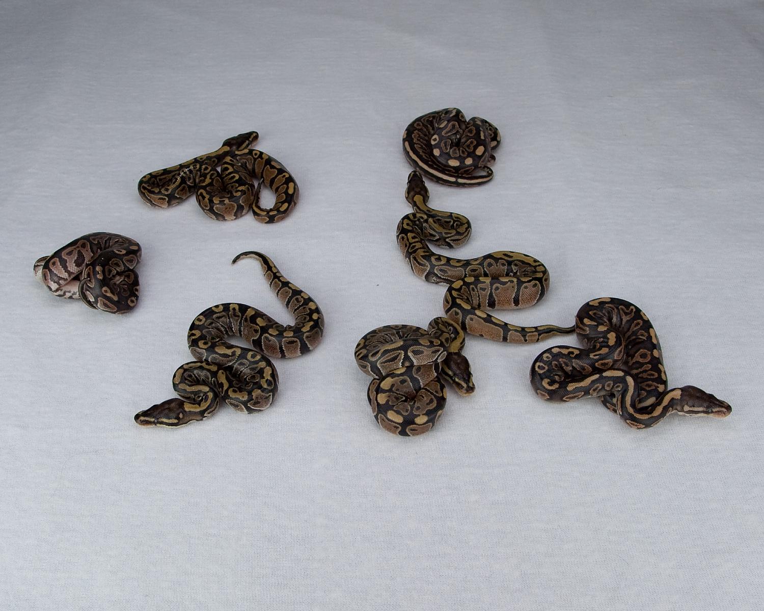 2015 c5 out of eggs 1 2015-07-11
