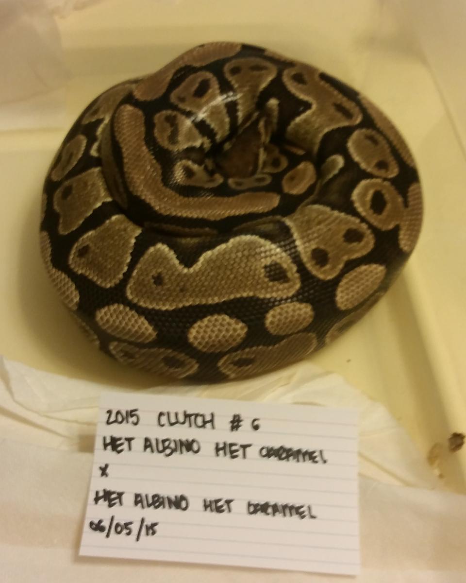 2015 c6 double het f on eggs 2015-06-05