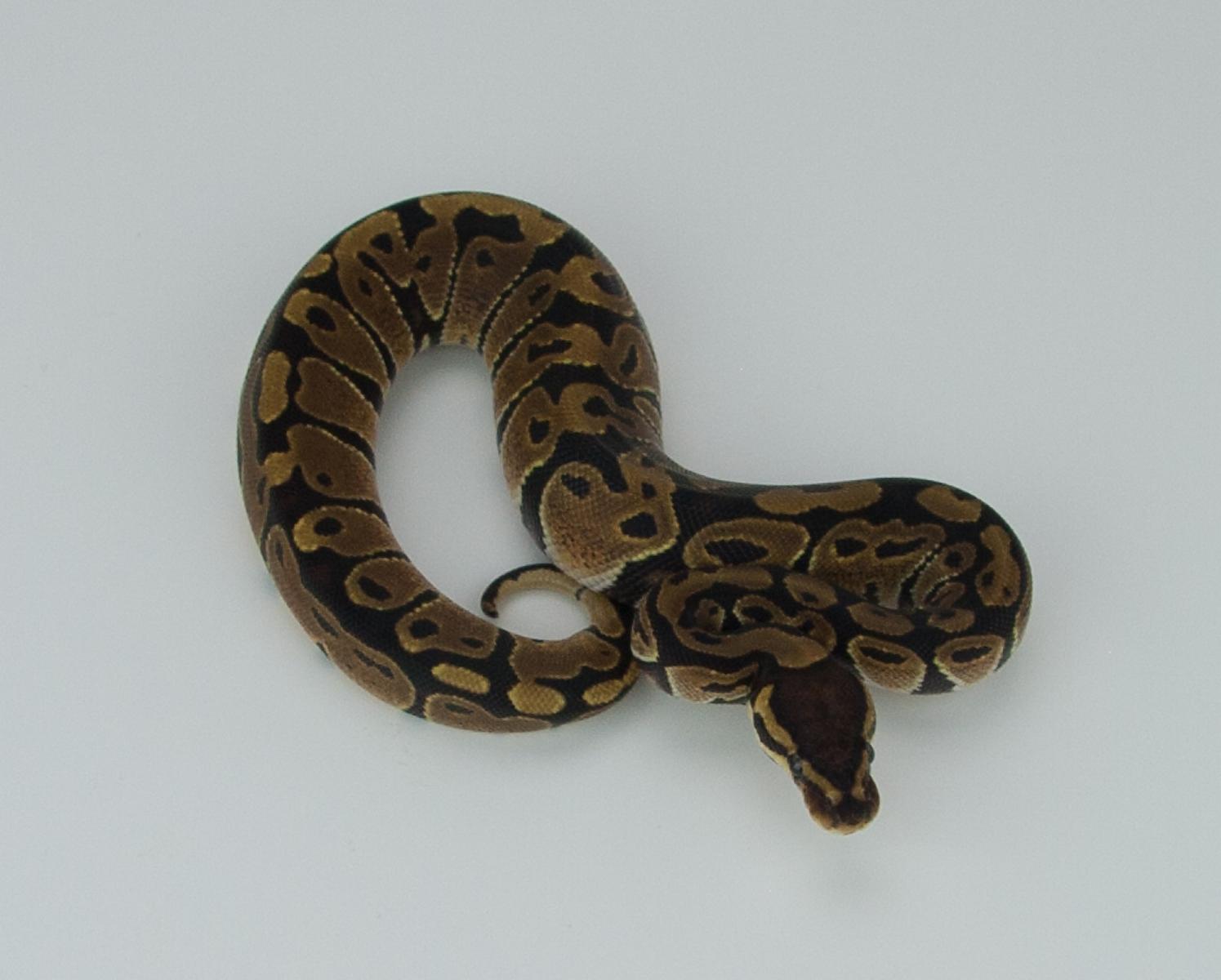 2015 c6 f 50h albino 50h caramel albino 1 2015-09-01 2