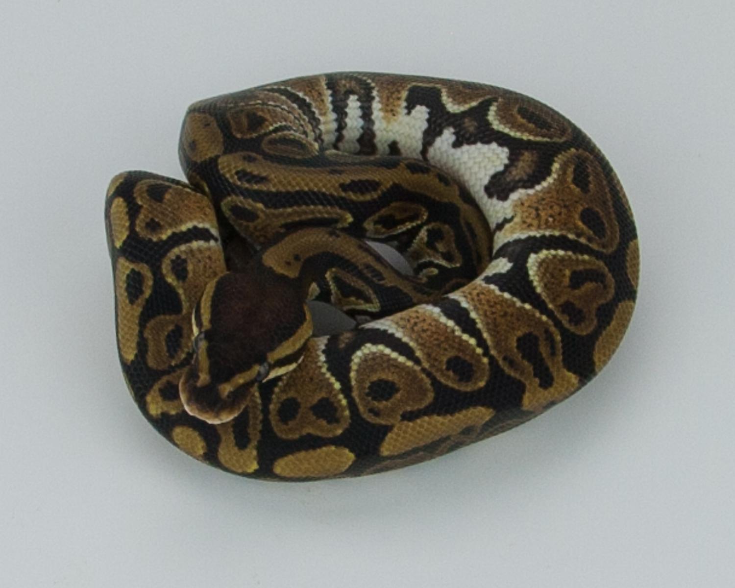 2015 c6 m 50h albino 50h caramel albino 3 2015-09-01 5