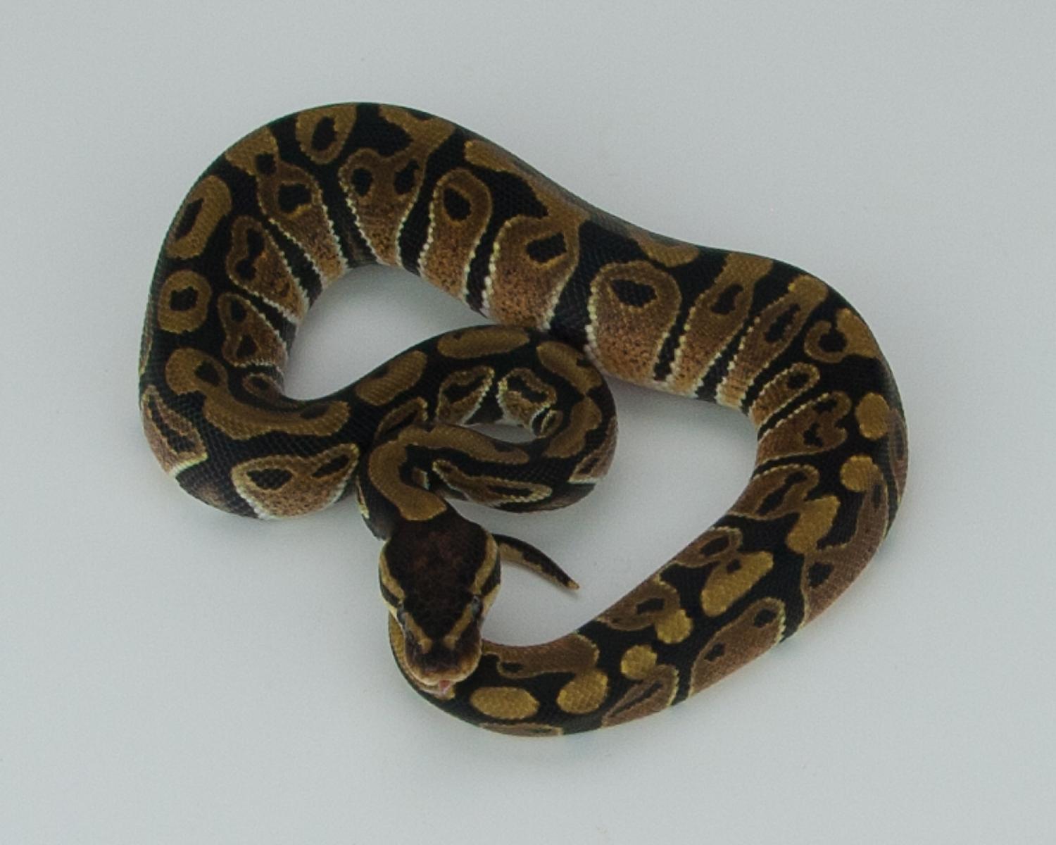 2015 c6 m 50h albino 50h caramel albino 5 2015-09-01 1