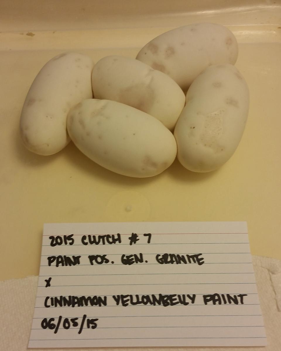 2015 c7 cinnamon yellowbelly paint x paint eggs