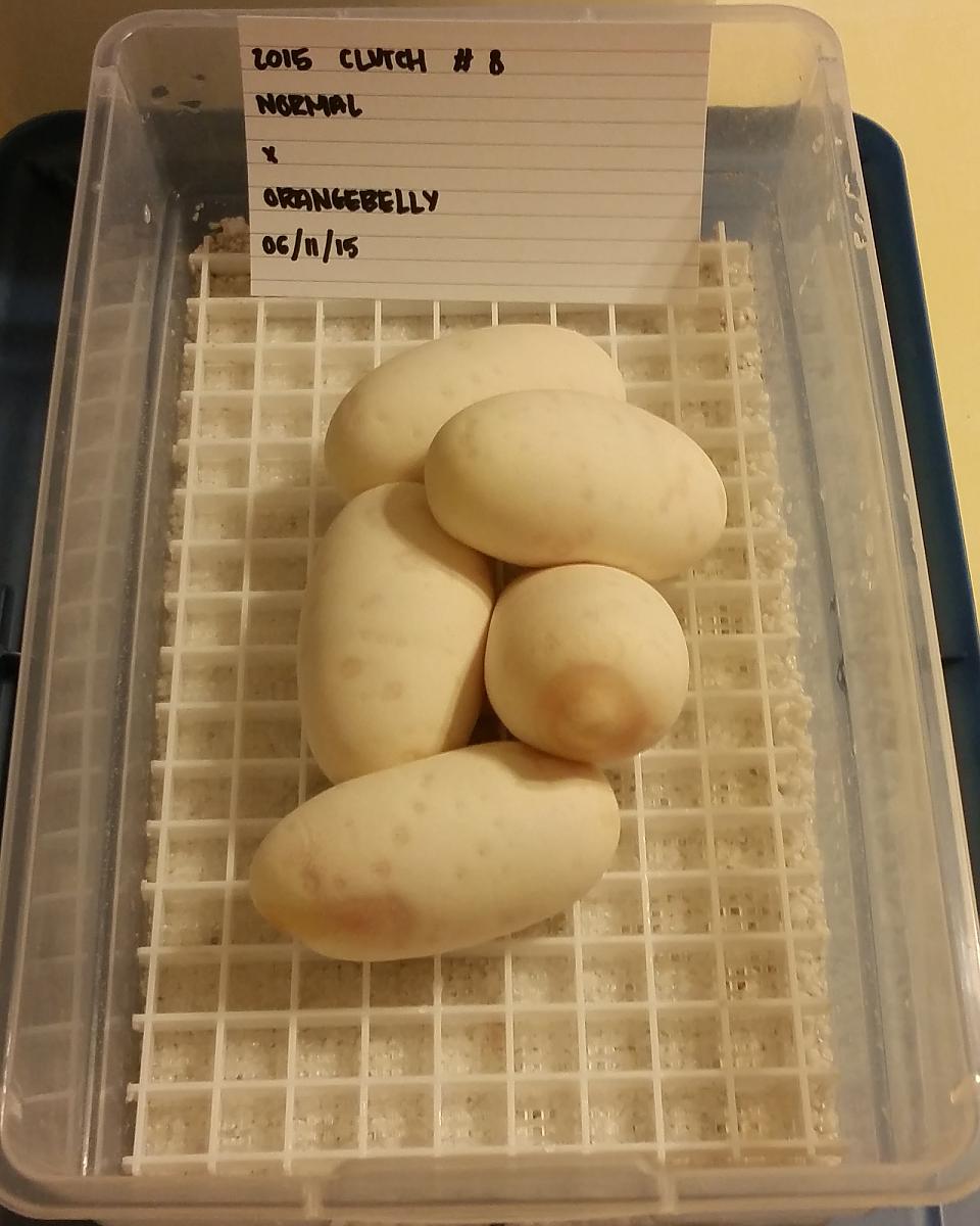 2015 c8 eggs