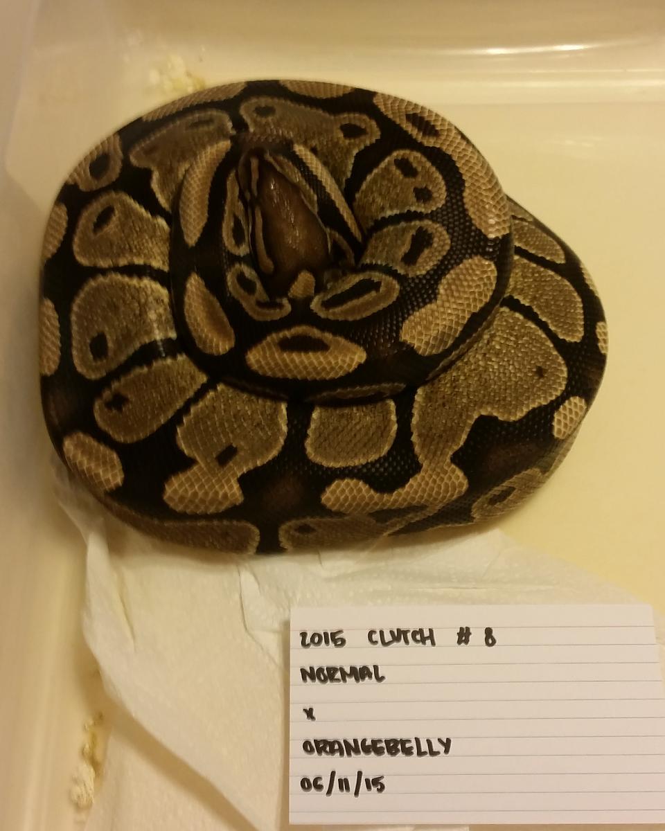 2015 c8 female on eggs