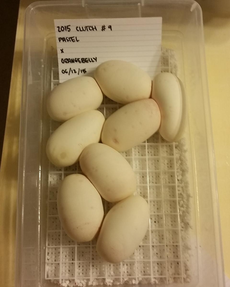 2015 c9 eggs