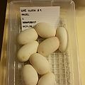 2015 c9 eggs