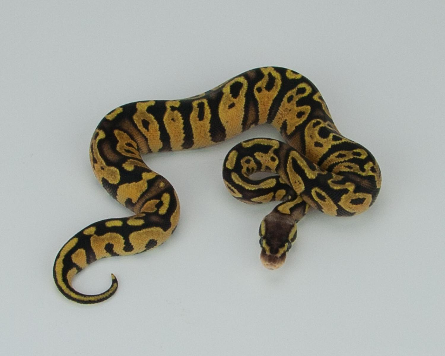 2015 c9 f pastel orangebelly 1 2015-09-01 1