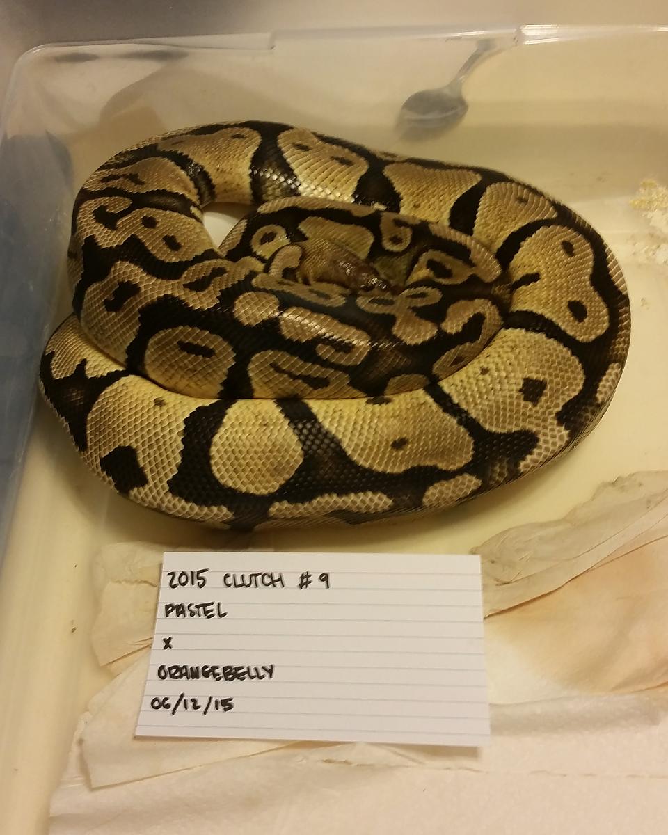 2015 c9 female pastel on eggs