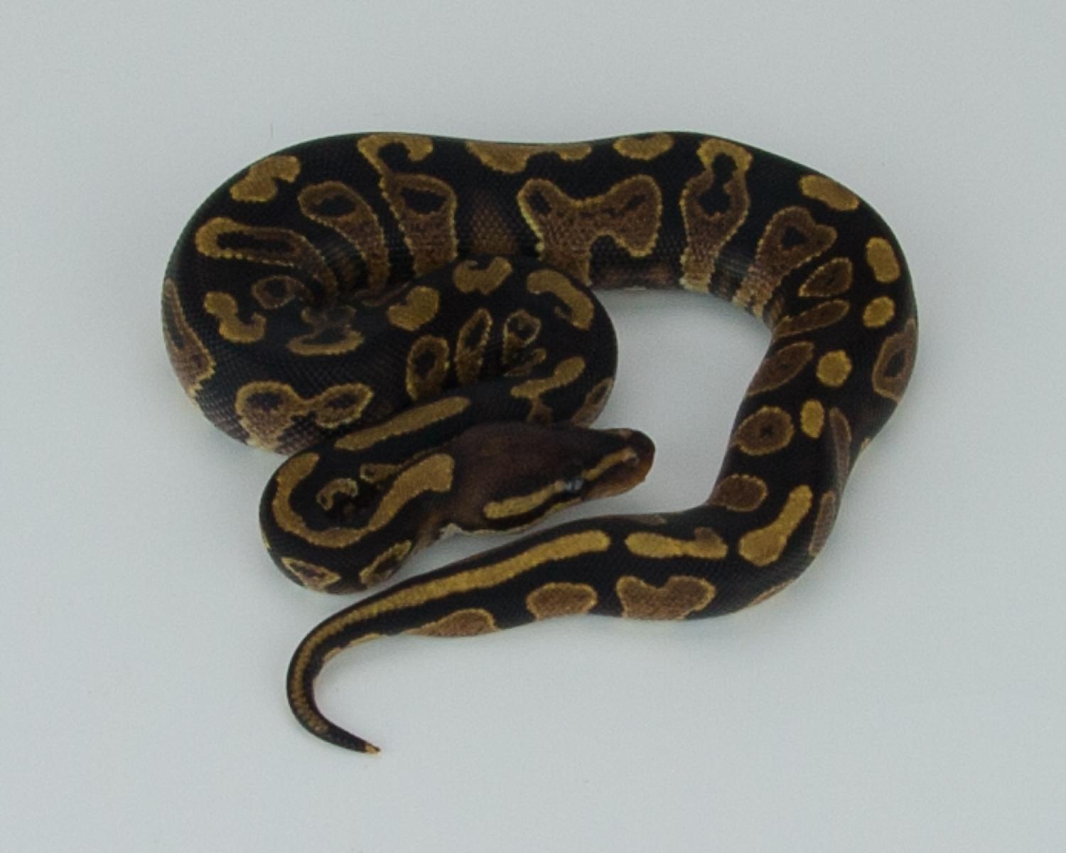 2015 c9 m orangebelly 1 2015-09-01 1