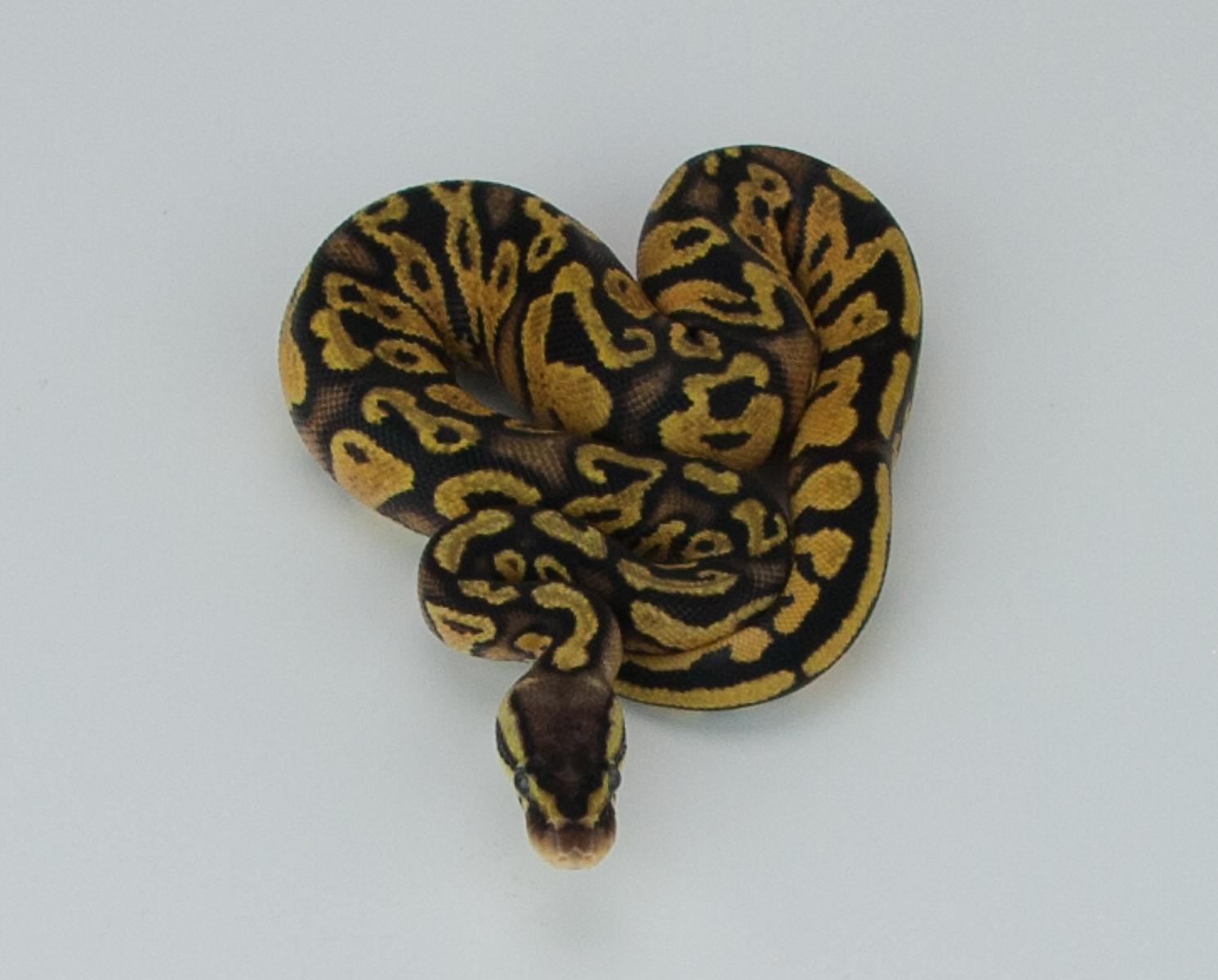 2015 c9 m pastel orangebelly 1 2015-09-01 1