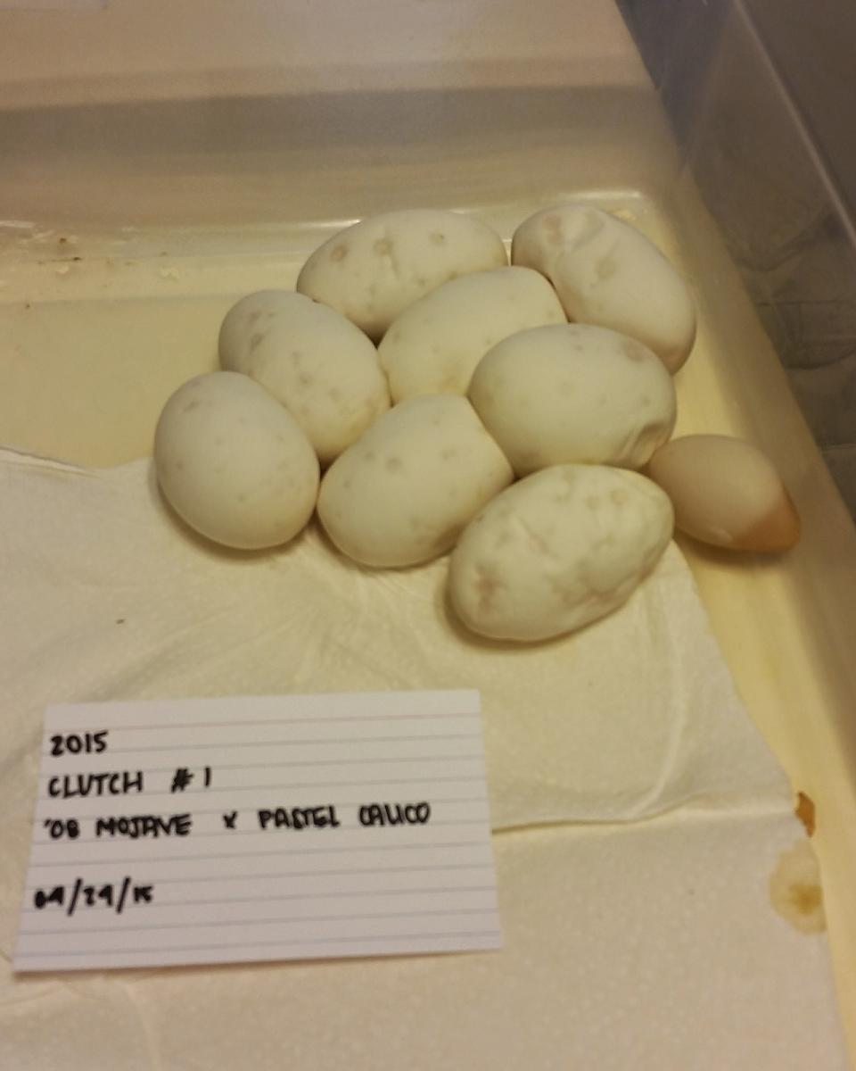 2015 clutch 1 mojave x pastel calico eggs