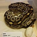 2015 clutch 1 mojave x pastel calico on eggs