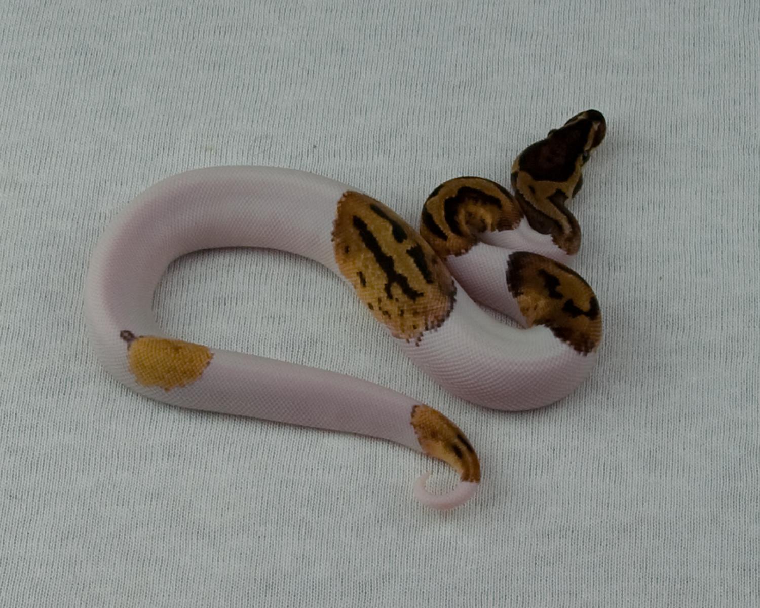 2015 female leopard pied 2015-02-09 1