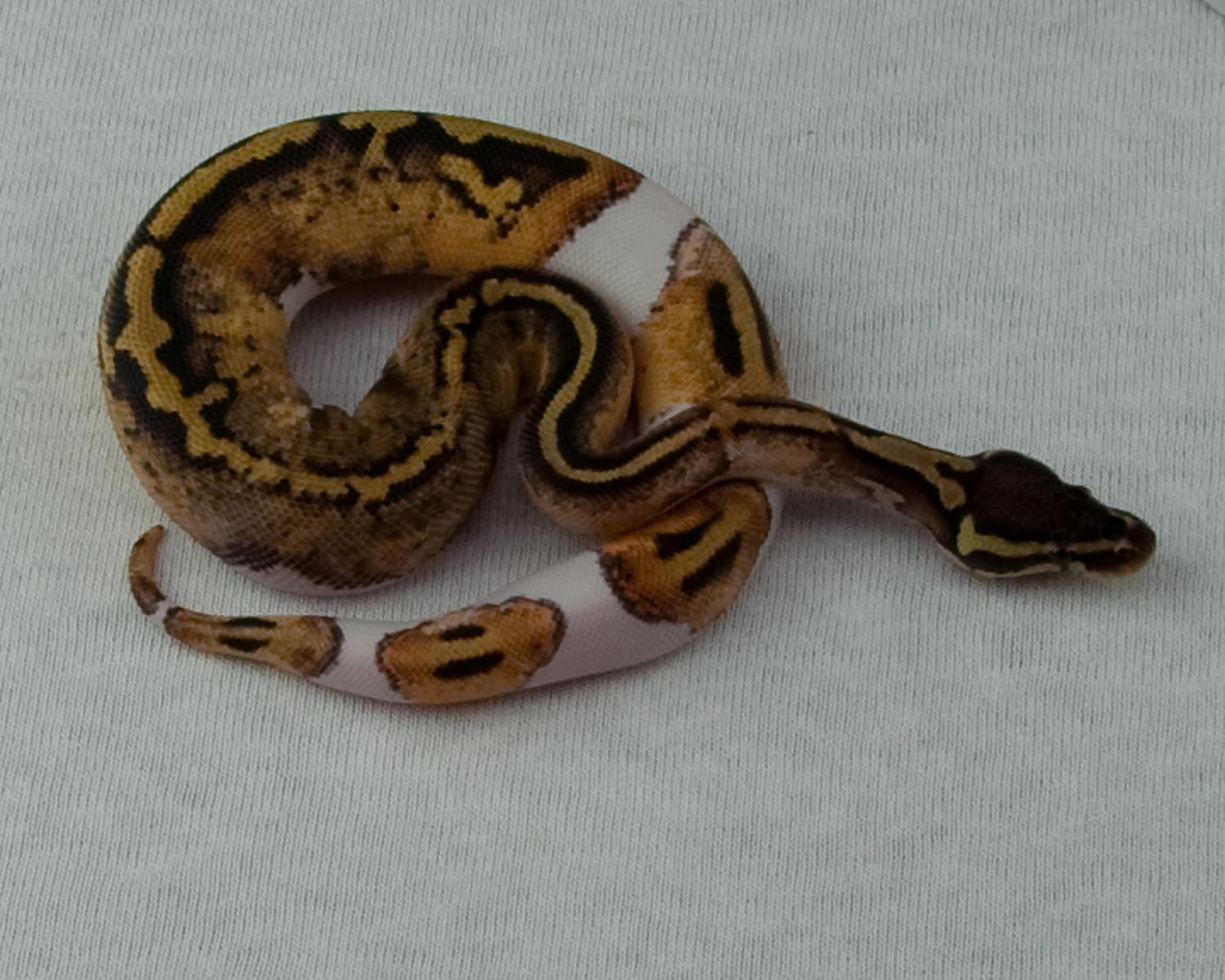 2015 female pastel leopard pied 2015-02-09 5