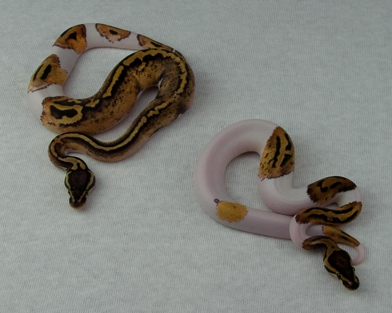 2015 female pastel leopard pied and leopard pied 2015-02-09 5