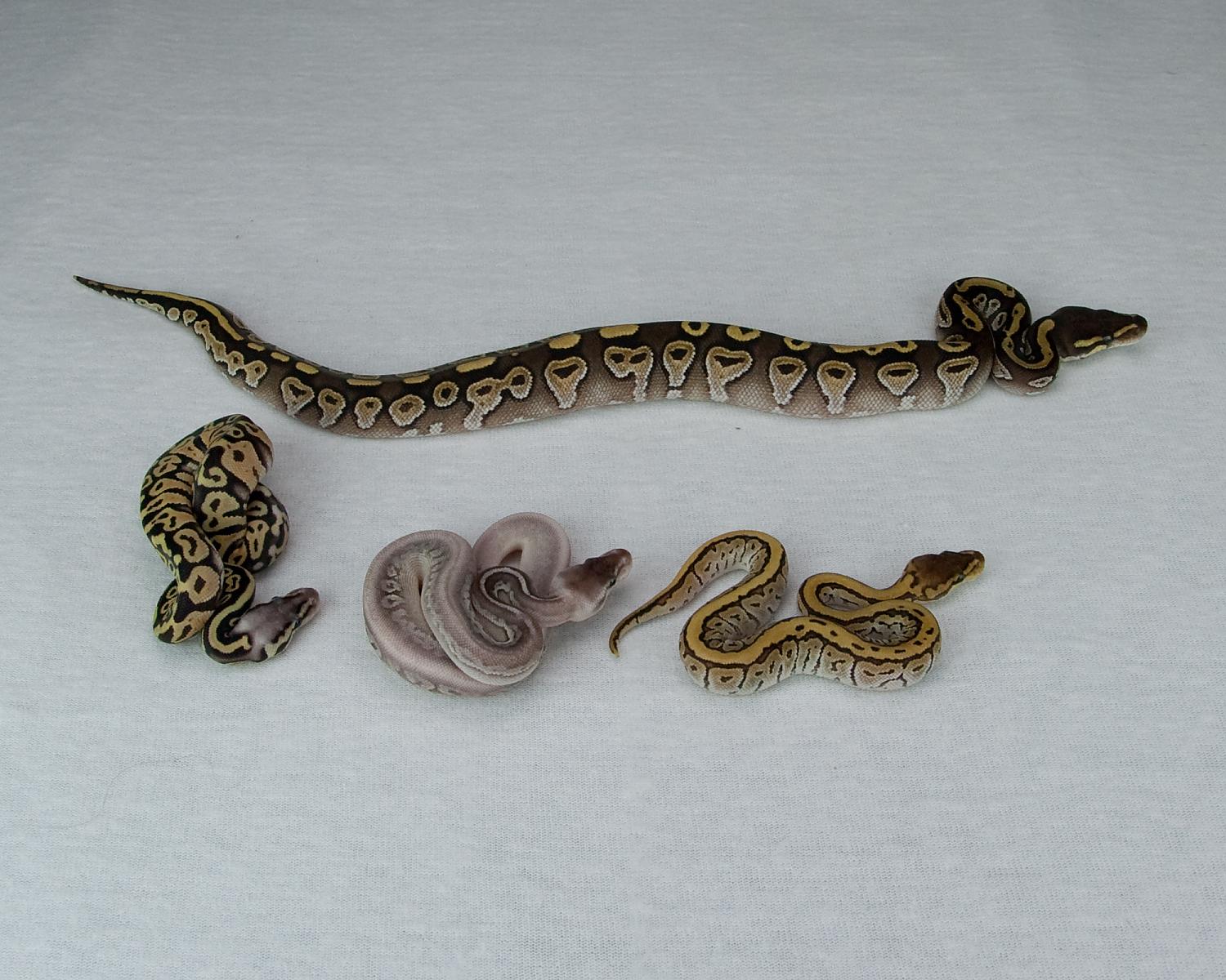 2015 small hatchlings with mojave calico 2 2015-07-11
