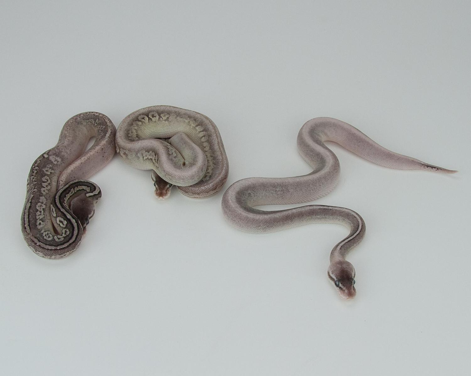 2015 sterling combos 2015-09-08 4