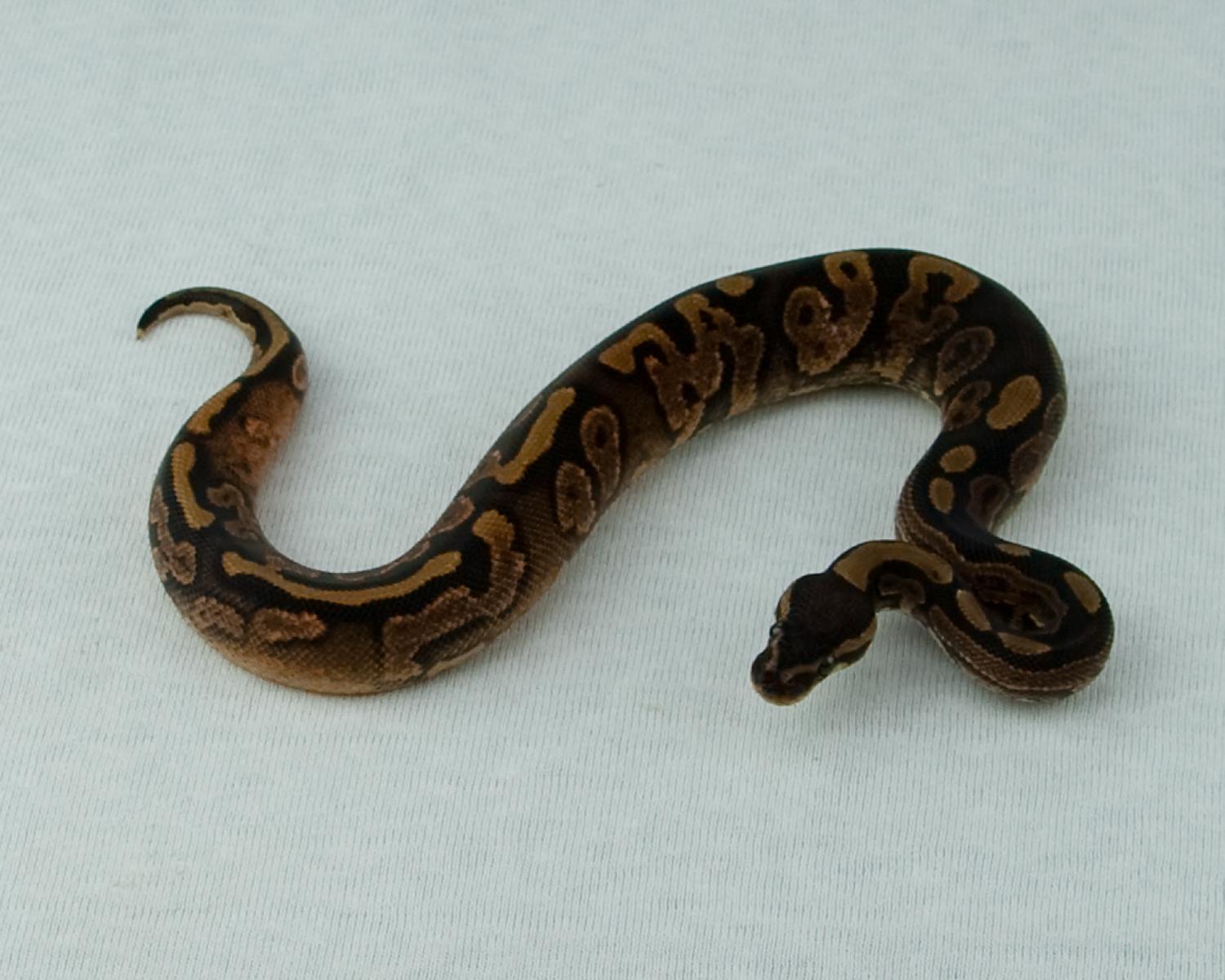 calico 1