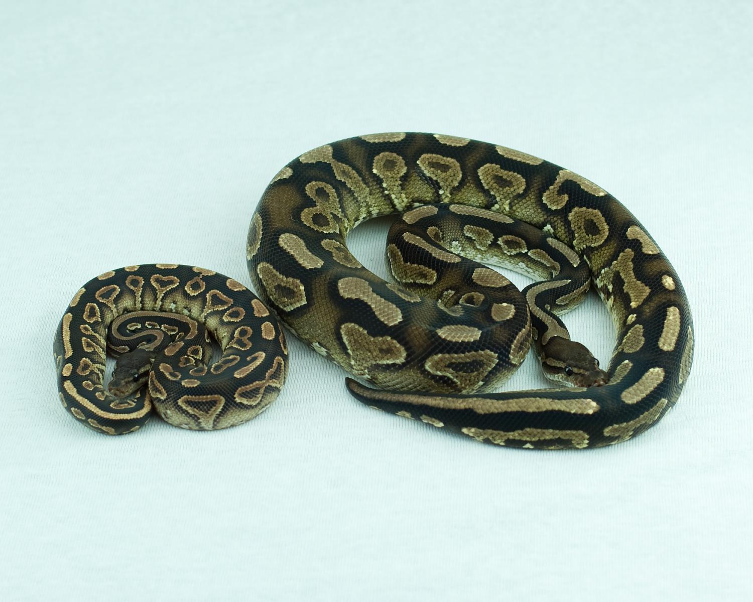 cinnamon yellowbelly paint comparison 2014-12-17 6