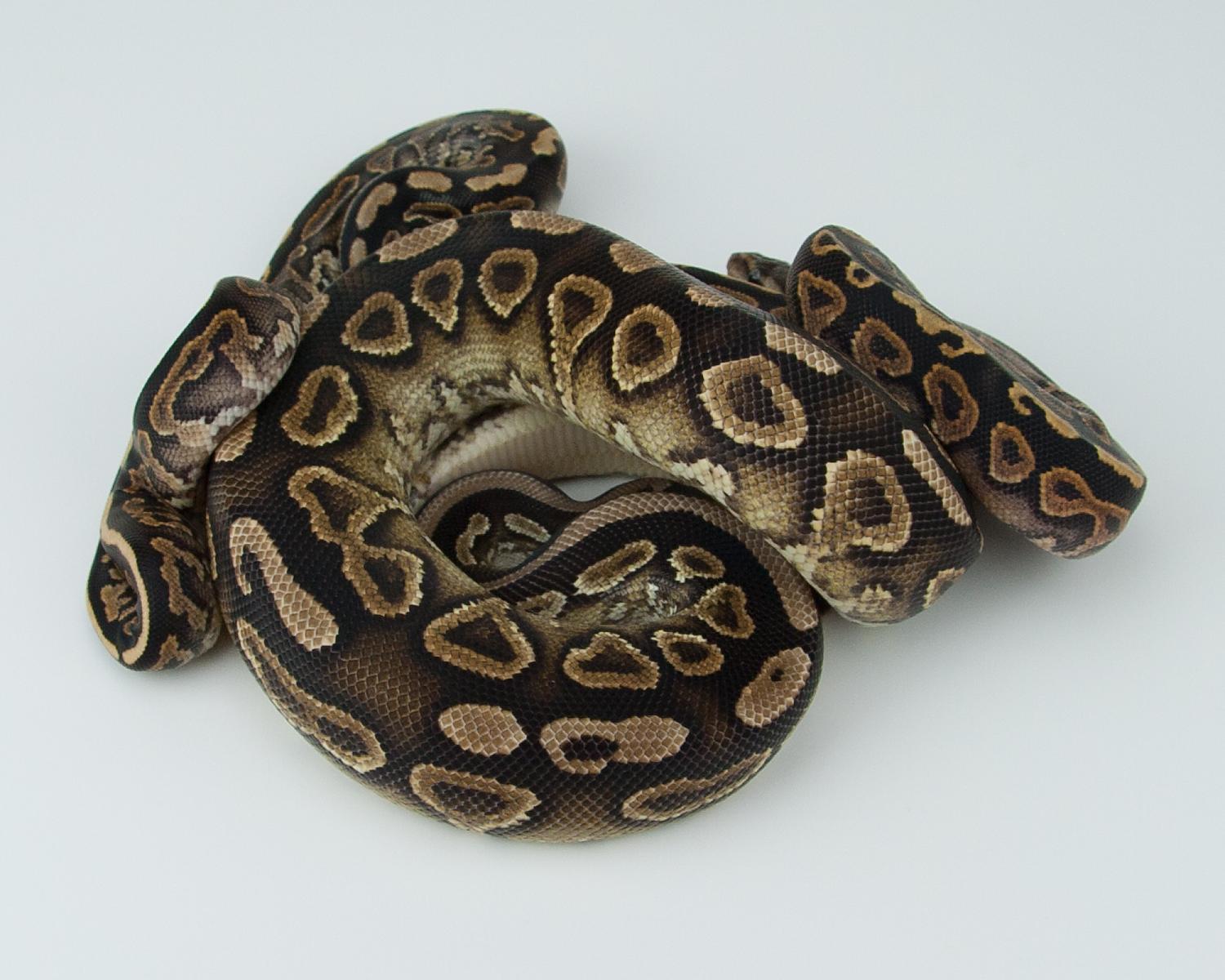 cinnamon yellowbelly questions 2015-07-28 -3