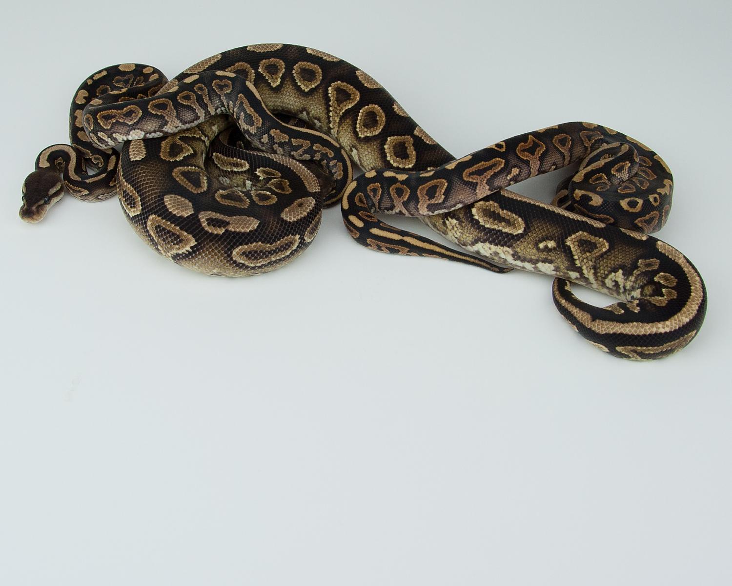cinnamon yellowbelly questions 2015-07-28 5