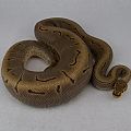 f pinstripe woma 2015-05-14