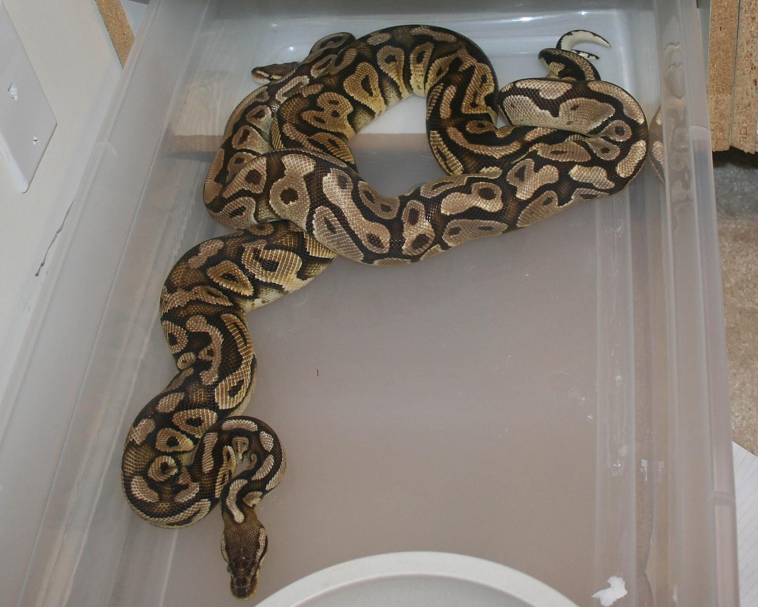 fire m x pastel congo f sized