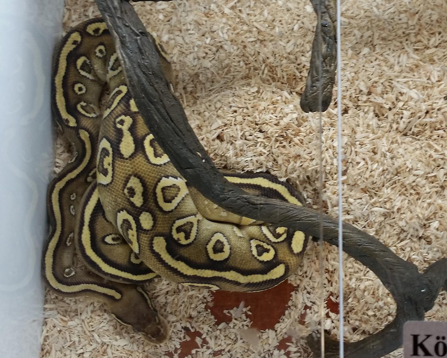 hurricane pastel mojave comp
